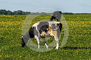 Cow on flower meadow.